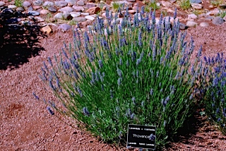 provence2.jpg provence2.jpg