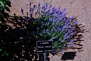 royal-velvet.jpg royal-velvet.jpg